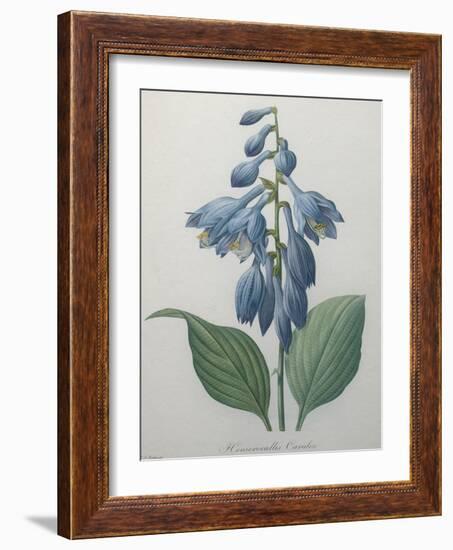 Blue Day Lillies-Pierre-Joseph Redoute-Framed Art Print