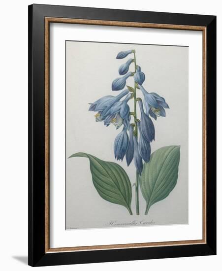 Blue Day Lillies-Pierre-Joseph Redoute-Framed Art Print