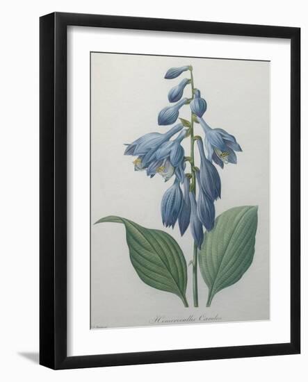 Blue Day Lillies-Pierre-Joseph Redoute-Framed Art Print