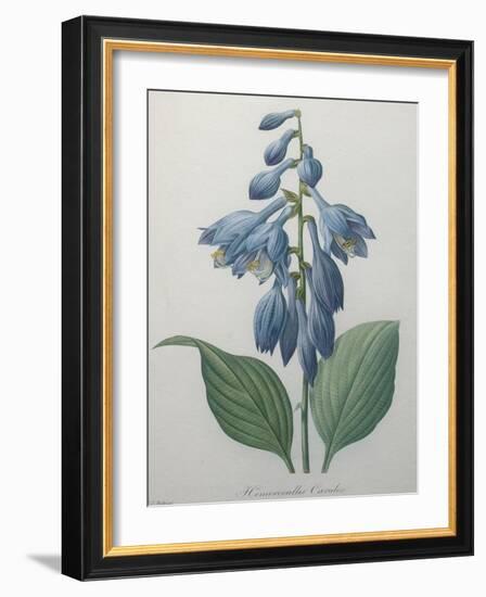 Blue Day Lillies-Pierre-Joseph Redoute-Framed Art Print