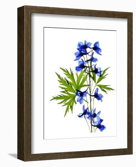 Blue Delphinium-Judy Stalus-Framed Premium Giclee Print