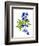 Blue Delphinium-Judy Stalus-Framed Premium Giclee Print