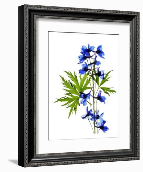 Blue Delphinium-Judy Stalus-Framed Premium Giclee Print