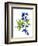 Blue Delphinium-Judy Stalus-Framed Premium Giclee Print