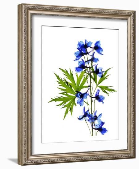 Blue Delphinium-Judy Stalus-Framed Art Print