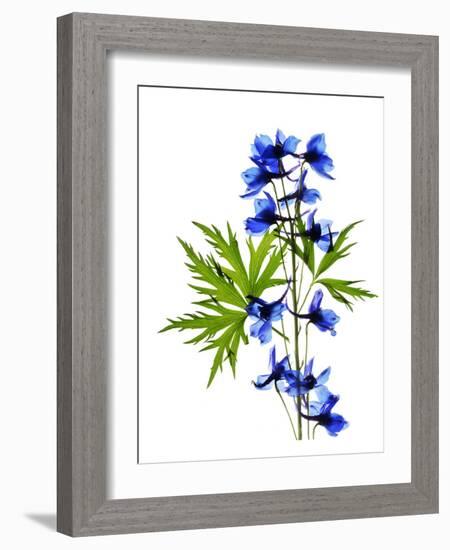 Blue Delphinium-Judy Stalus-Framed Art Print