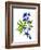 Blue Delphinium-Judy Stalus-Framed Art Print