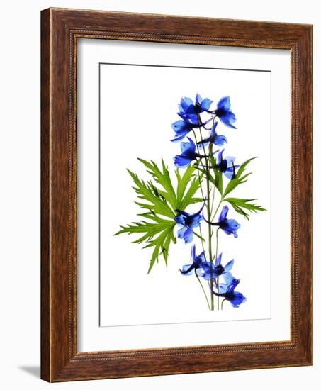 Blue Delphinium-Judy Stalus-Framed Art Print