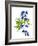 Blue Delphinium-Judy Stalus-Framed Art Print