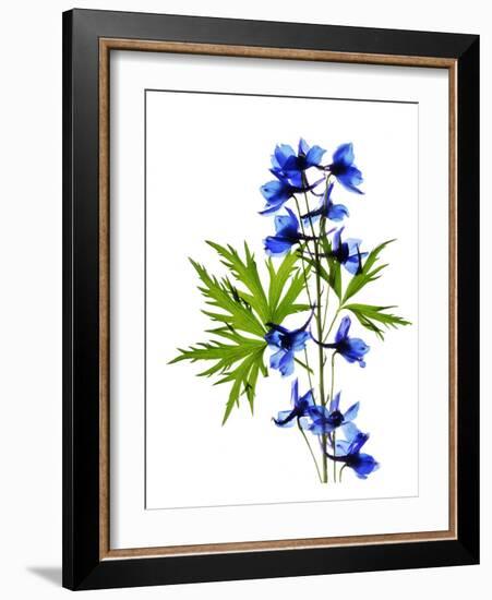 Blue Delphinium-Judy Stalus-Framed Art Print