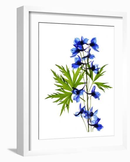 Blue Delphinium-Judy Stalus-Framed Art Print