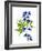 Blue Delphinium-Judy Stalus-Framed Art Print