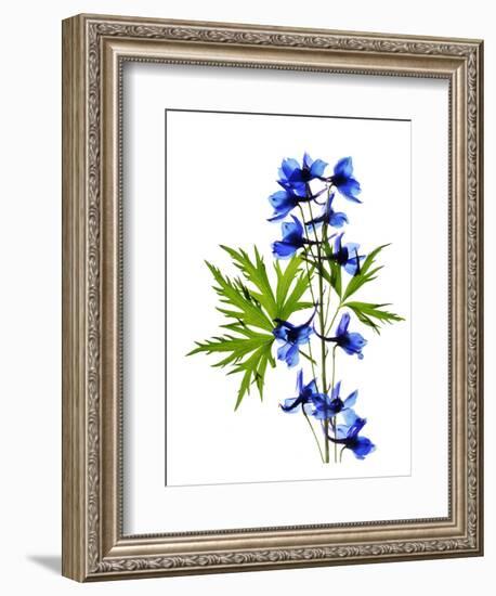 Blue Delphinium-Judy Stalus-Framed Art Print