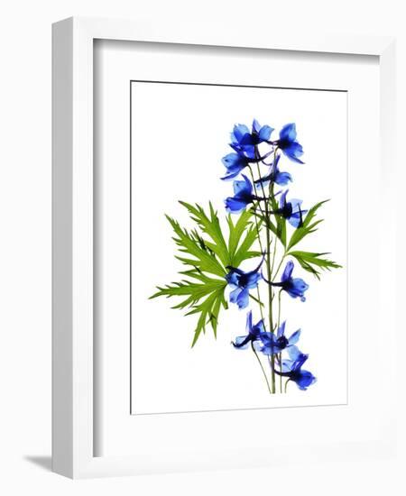 Blue Delphinium-Judy Stalus-Framed Art Print