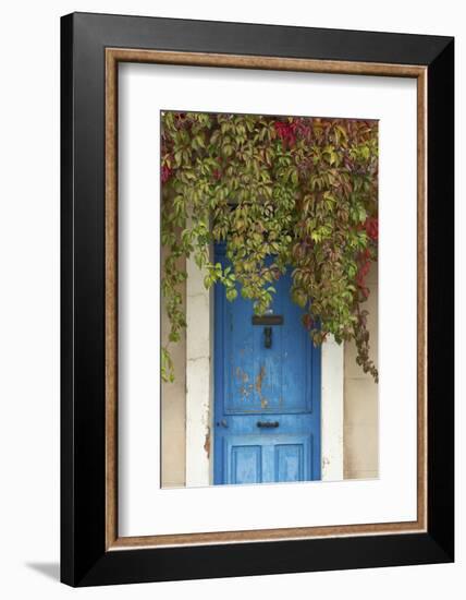 Blue Doorway with Grape Vines (Vitis) Puyloubier, Var, Provence, France, October 2012-David Noton-Framed Photographic Print