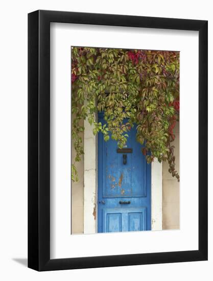 Blue Doorway with Grape Vines (Vitis) Puyloubier, Var, Provence, France, October 2012-David Noton-Framed Photographic Print