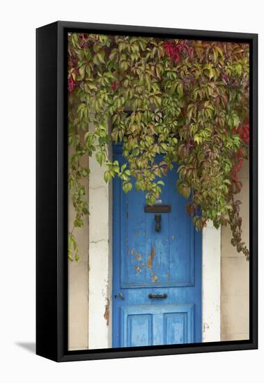 Blue Doorway with Grape Vines (Vitis) Puyloubier, Var, Provence, France, October 2012-David Noton-Framed Premier Image Canvas