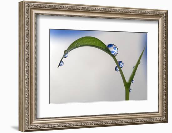 Blue Dots-Heidi Westum-Framed Photographic Print