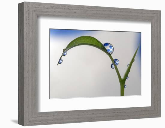 Blue Dots-Heidi Westum-Framed Photographic Print