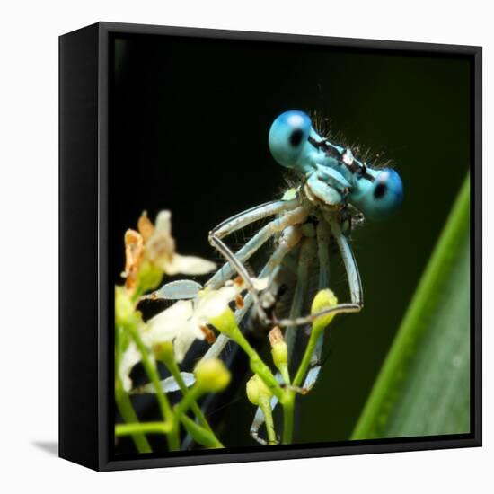 Blue Dragonfly On A Flower - Funny Portrait-Kletr-Framed Premier Image Canvas