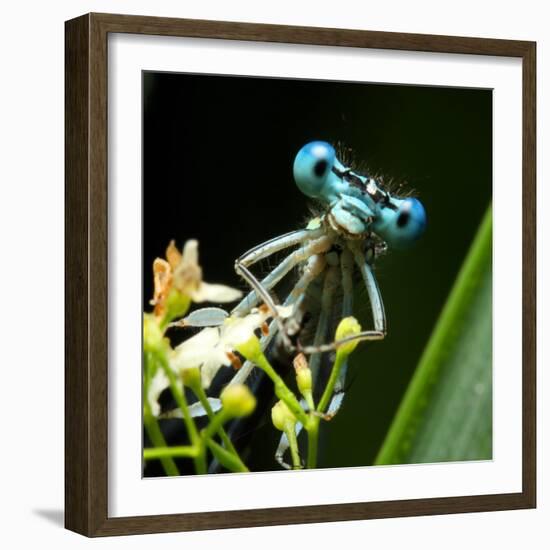 Blue Dragonfly On A Flower - Funny Portrait-Kletr-Framed Photographic Print
