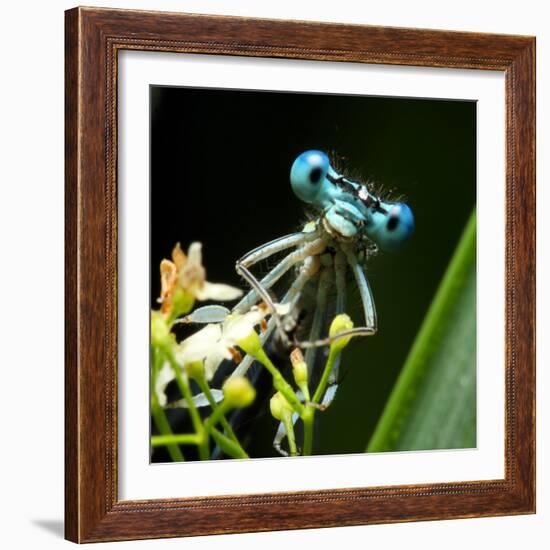 Blue Dragonfly On A Flower - Funny Portrait-Kletr-Framed Photographic Print