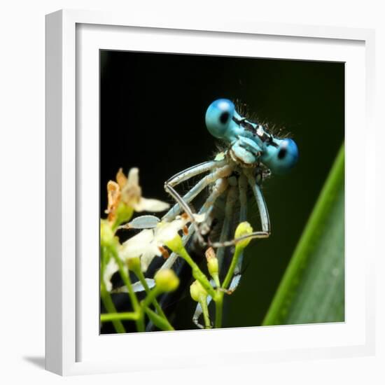 Blue Dragonfly On A Flower - Funny Portrait-Kletr-Framed Photographic Print