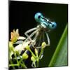 Blue Dragonfly On A Flower - Funny Portrait-Kletr-Mounted Photographic Print