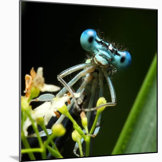 Blue Dragonfly On A Flower - Funny Portrait-Kletr-Mounted Photographic Print