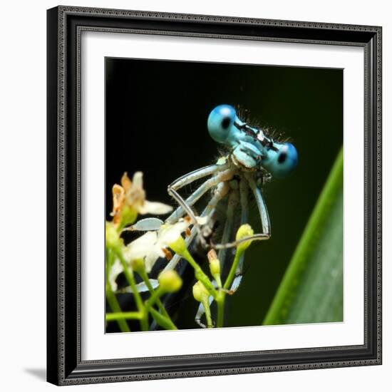 Blue Dragonfly On A Flower - Funny Portrait-Kletr-Framed Photographic Print