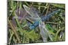 Blue Dragonfly-Kirstie Adamson-Mounted Giclee Print