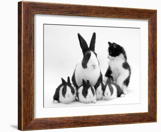 Blue Dutch Rabbit and Four 3-Week Babies and Black-And-White Kitten-Jane Burton-Framed Photographic Print