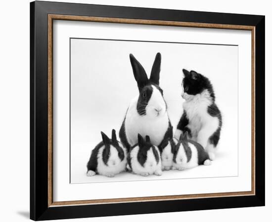 Blue Dutch Rabbit and Four 3-Week Babies and Black-And-White Kitten-Jane Burton-Framed Photographic Print