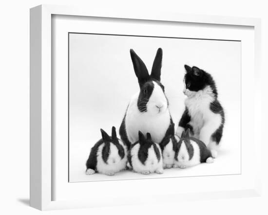 Blue Dutch Rabbit and Four 3-Week Babies and Black-And-White Kitten-Jane Burton-Framed Photographic Print