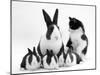 Blue Dutch Rabbit and Four 3-Week Babies and Black-And-White Kitten-Jane Burton-Mounted Photographic Print