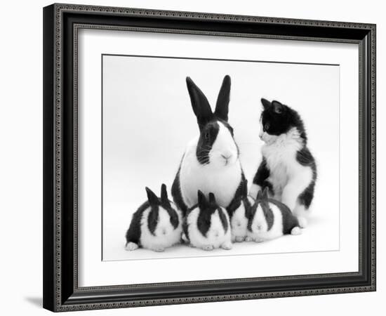 Blue Dutch Rabbit and Four 3-Week Babies and Black-And-White Kitten-Jane Burton-Framed Photographic Print