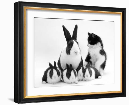 Blue Dutch Rabbit and Four 3-Week Babies and Black-And-White Kitten-Jane Burton-Framed Photographic Print