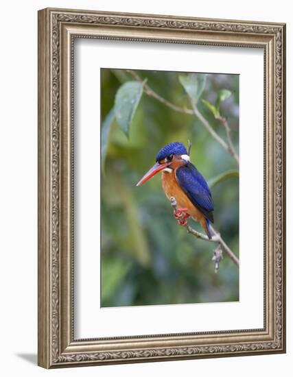 Blue-eared kingfisher (Alcedo meninting) Sabah, Malaysia-Suzi Eszterhas-Framed Photographic Print