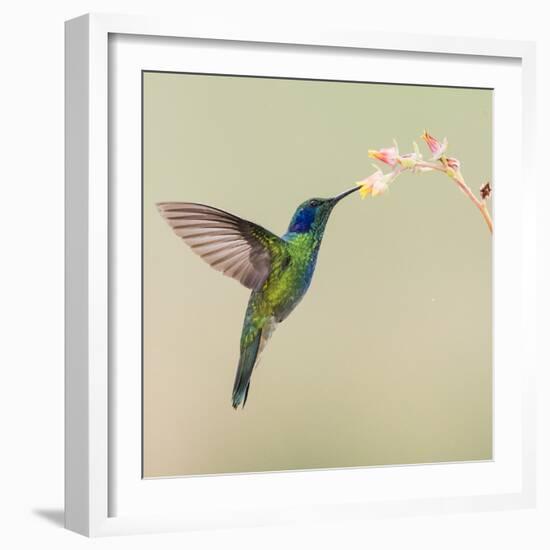 Blue-eared violet hummingbird feeding on flower, Talamanca Mountains, Costa Rica-Panoramic Images-Framed Photographic Print