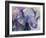 Blue Elephant-Richard Wallich-Framed Giclee Print