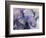 Blue Elephant-Richard Wallich-Framed Giclee Print