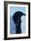 Blue-Eyed Adelie Penguin-Charles Glover-Framed Giclee Print