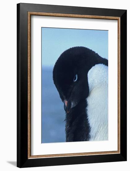 Blue-Eyed Adelie Penguin-Charles Glover-Framed Giclee Print