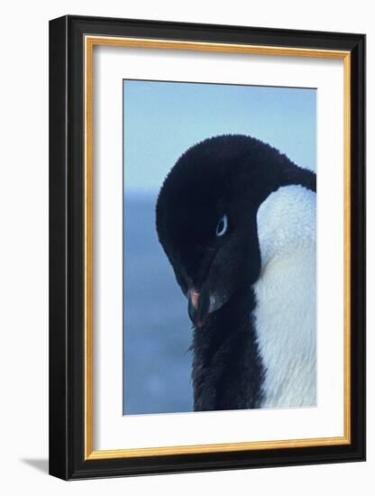 Blue-Eyed Adelie Penguin-Charles Glover-Framed Giclee Print