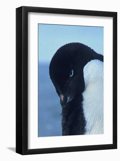 Blue-Eyed Adelie Penguin-Charles Glover-Framed Giclee Print