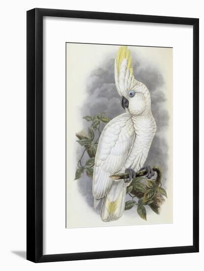 Blue Eyed Cockatoo-John Gould-Framed Giclee Print