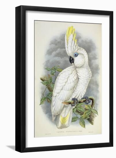 Blue-Eyed Cockatoo-William Hart-Framed Giclee Print