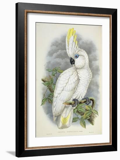 Blue-Eyed Cockatoo-William Hart-Framed Giclee Print