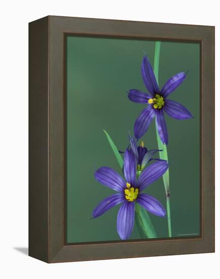 Blue Eyed Grass, Clarkston, Michigan, USA-Claudia Adams-Framed Premier Image Canvas