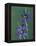 Blue Eyed Grass, Clarkston, Michigan, USA-Claudia Adams-Framed Premier Image Canvas